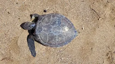 Nesli tehlikedeki yeşil deniz kaplumbağası ölüsü kıyıya vurdu