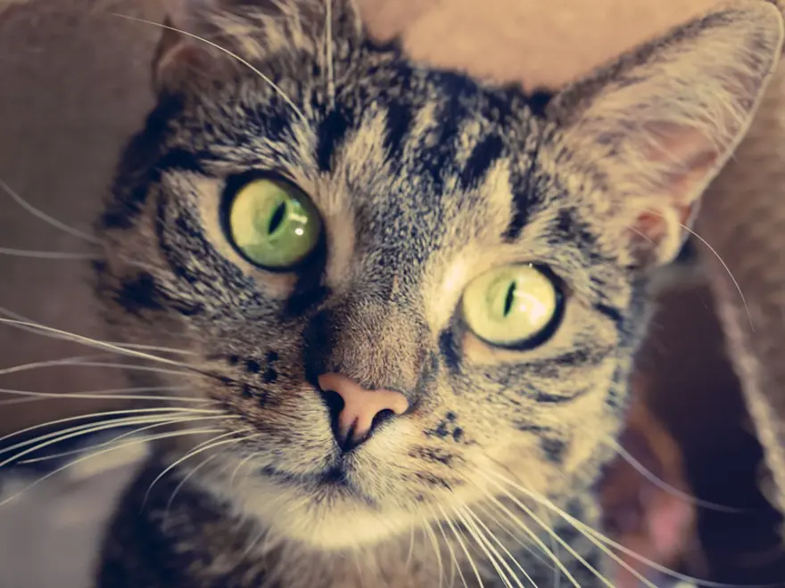 İnternetin yeni fenomenleri 92