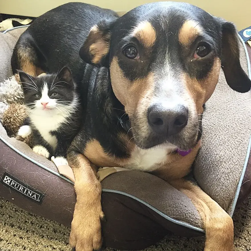 Hayatını kedileri kurtarmaya adadı 163