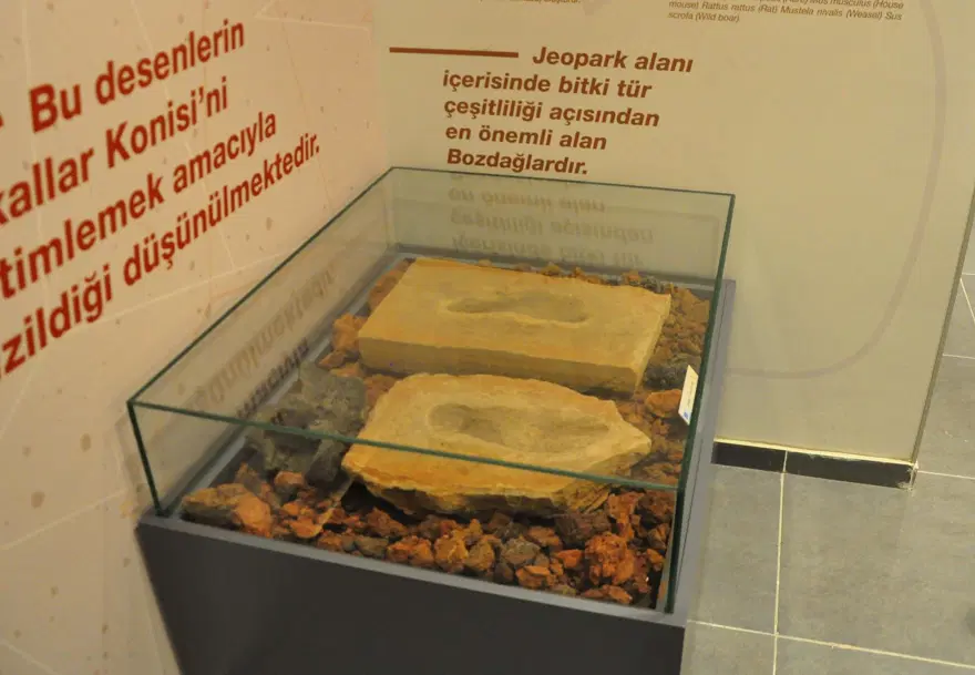 Baraj yapımında keşfedilen 4 bin 500 yıllık fosil ayak izleri, müzede sergileniyor 1