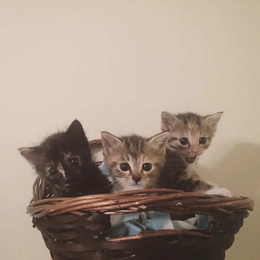 Hayatını kedileri kurtarmaya adadı 235