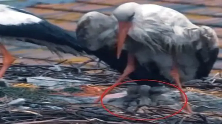 İLK YAVRU 28 NİSAN’DA YUMURTADAN ÇIKTI 2