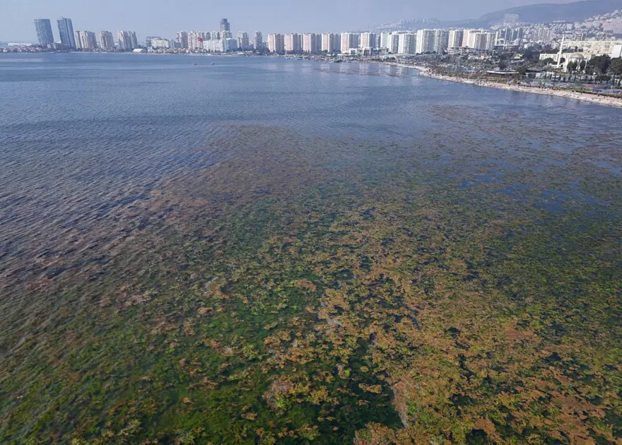 Halk arasında "deniz marulu" olarak biliniyor: İzmir Körfezi'ni kapladı 4