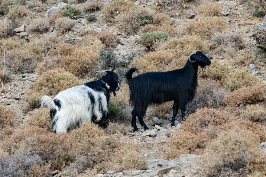 Bir ilçe karantinaya alındı: Mavi dil hastalığı 1