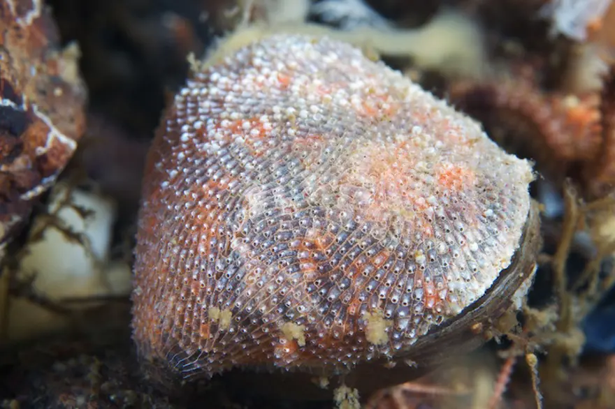 Beyaz Deniz'in harikaları 29