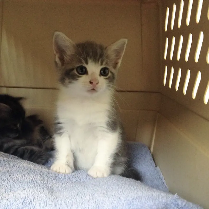 Hayatını kedileri kurtarmaya adadı 36