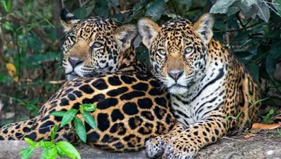 Dünyanın en büyük jaguar popülasyonu yok olma tehlikesiyle karşı karşıya