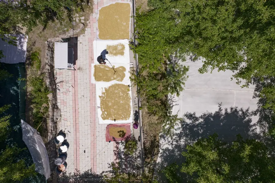 Coğrafi işaretli "Ulukale Dutu" geçim kaynağı oldu! Güneşin karşısında kurutuluyor, elekten geçirilerek hazırlanıyor 3