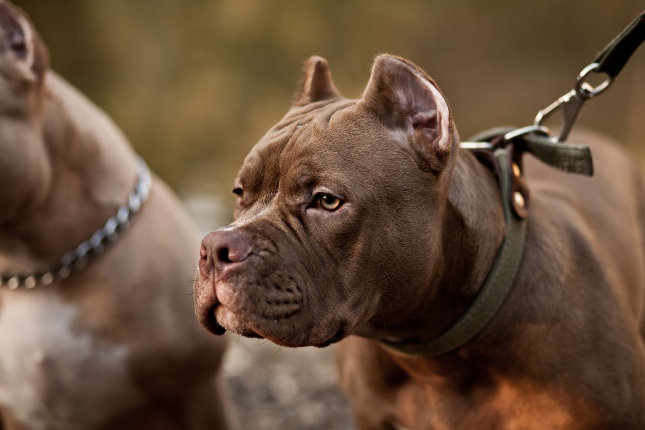 Patisi tetiğe takıldı, köpek sahibini vurdu