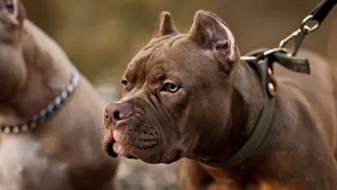 Patisi tetiğe takıldı, köpek sahibini vurdu