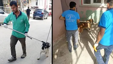 Hatay'da kuduz paniği: 2 mahalle karantinaya alındı