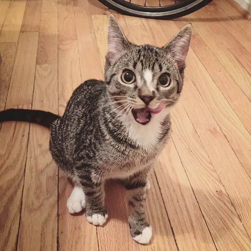 Hayatını kedileri kurtarmaya adadı 274