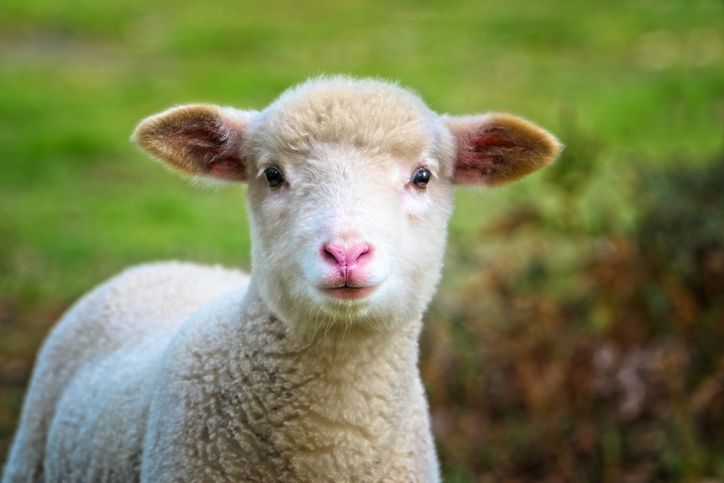 Rüyada kuzu görmek ne anlama gelir? Kuzu görmek rüya tabiri nedir?