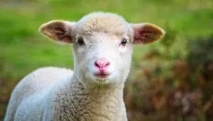 Rüyada kuzu görmek ne anlama gelir? Kuzu görmek rüya tabiri nedir?