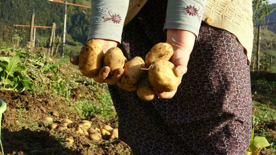 Nisan ve mayıs aylarında ekilmişti: Bu yıl az verim aldılar 2 Nisan ve mayıs aylarında ekilmişti: Bu yıl az verim aldılar 2
