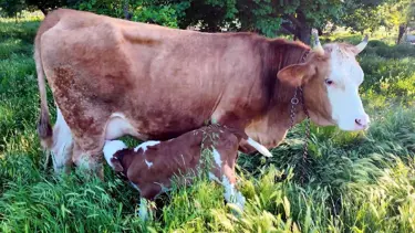 İki yıl önce ölümden dönek inek doğum yaptı