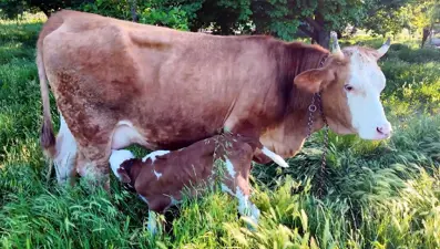 İki yıl önce ölümden dönek inek doğum yaptı