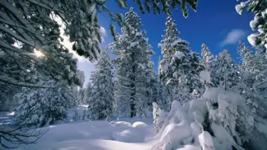 Yaban hayat koridoru