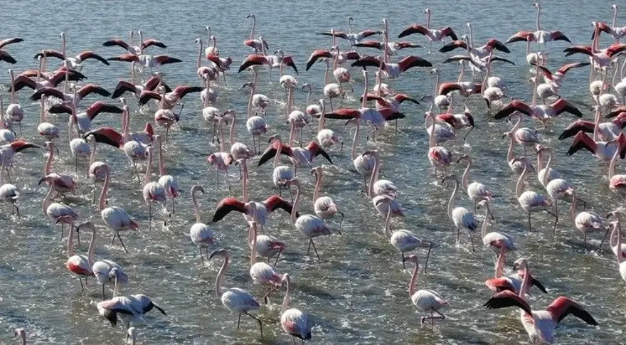 Flamingoların muhteşem kış dansı 18