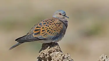 Av izni verilen hayvanlar için 120 bin imza: 'Vurma Beni' kampanyası