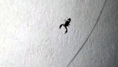 Sarıyer’de mahalleyi akrepler ve fareler bastı: Evlerin duvarında geziyorlar