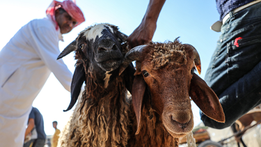 İsrailliler, Batı Şeria'da 300 küçükbaş hayvan çaldı