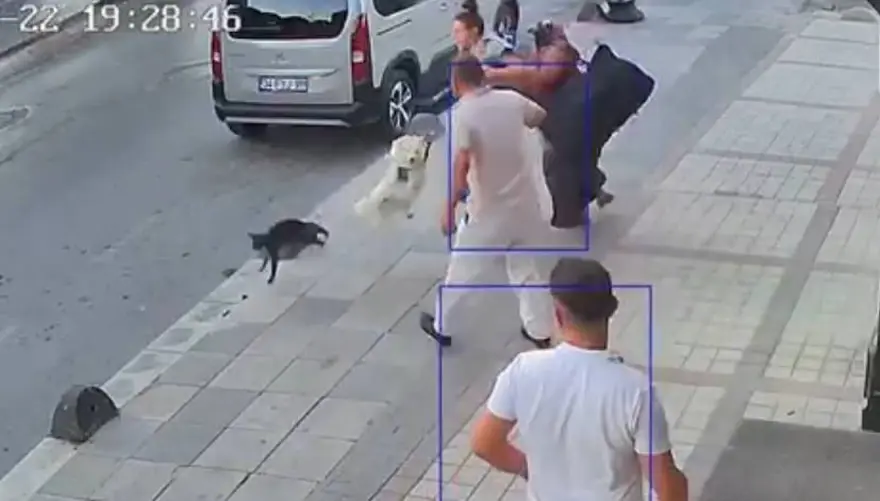 Bağcılar'da kedi, Sibirya kurduna saldırdı 4