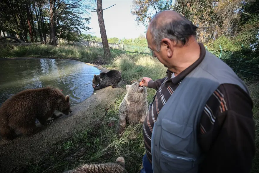 Türkiye'nin tek ayı barınağı Ovakorusu'nun maskotu oldular 17