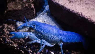 Dünyada nadir rastlanan canlı Ayvalık'ta görüldü!