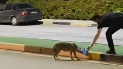 Başına poşet takılan çakalı öğretim görevlisi kurtardı