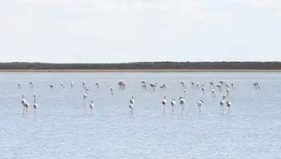 Yazlıkçı flamingolar Tuz Gölü'nde