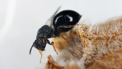 Avrupa'da karınca istilası! Tüneller kazıp, elektriği kesiyorlar