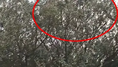 Çanakkale'de köylüler görüntüledi. Dev yılan ağaca çıktı