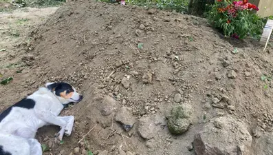 Teo, sahibinin mezarının başından ayrılmadı
