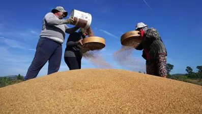 Altın susamda "Deli Mehmet" bereketi:  Dünyanın birçok ülkesinde alıcı buluyor