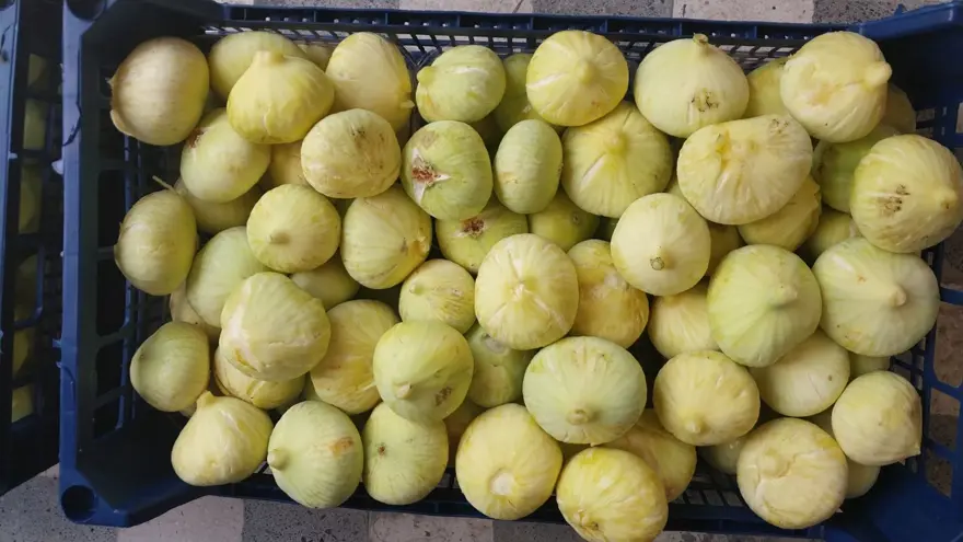 Sezona kilosu 250 lirayla başladı, 150 lirayla kapattı: Bu yıl üreticisinin yüzü güldü 3