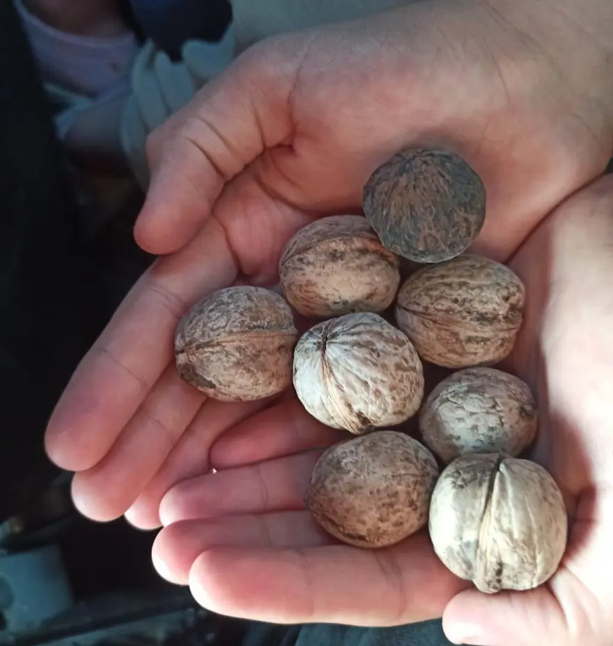 Meyve kasasından langırt, cevizden top 2 Meyve kasasından langırt, cevizden top 2