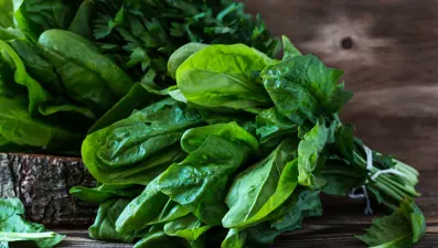 Bilimsel keşif: Ispanak ile e-posta gönderdiler