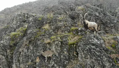 Zirvelerden inen koruma altındaki dağ keçileri