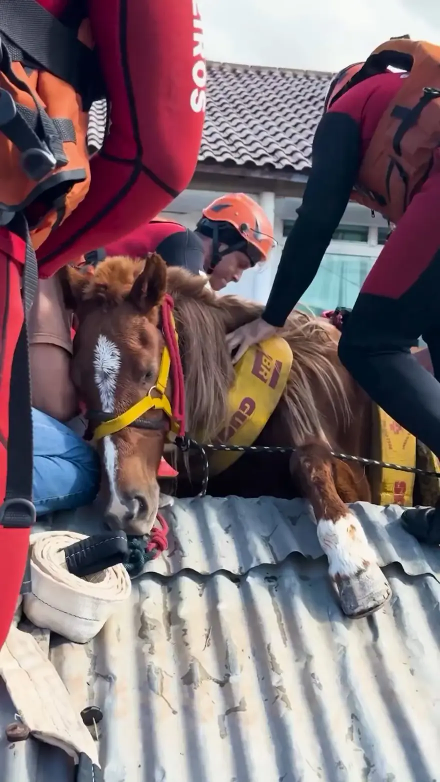 Brezilya'da sel felaketi: Milletvekili ve meclis üyesi, yüzlerce hayvanı selden kurtarıyor 7