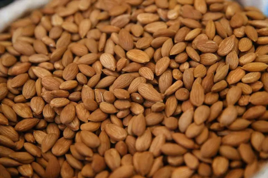 12 milyon 885 bin dolar gelir: En fazla İtalya'ya gönderildi 4