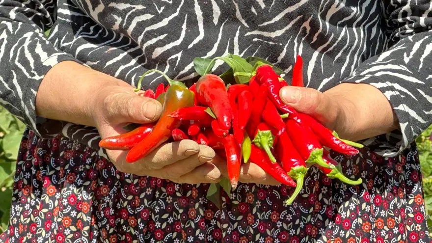 Sabahın ilk ışıklarında mesai başlıyor! İlçeye 40 kilometre uzakta hasat başladı 5