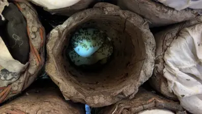 Fiyatı 2 bin 500 TL:  Dağlarda zorlu hasat başladı