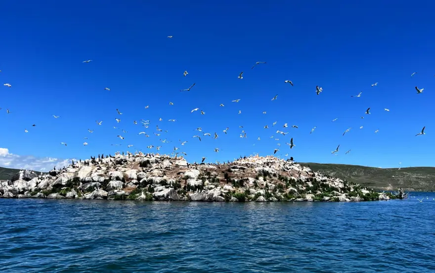 Çıldır Gölü, kuş cennetine döndü 4