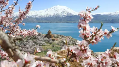 Akdamar Adası çiçek açan badem ağaçlarıyla büyülüyor