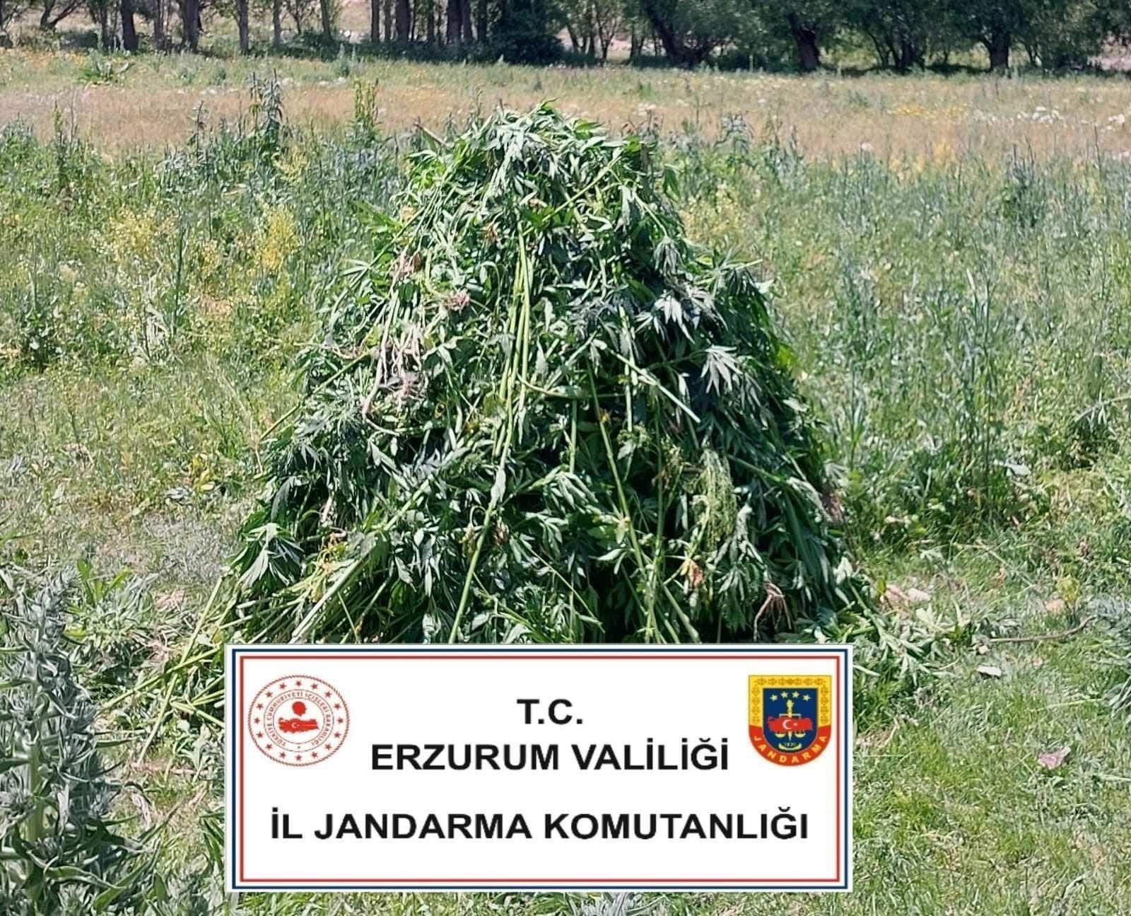 Erzurum’da 867 kök kenevir bitkisi ele geçirildi