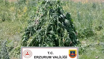 Erzurum’da 867 kök kenevir bitkisi ele geçirildi