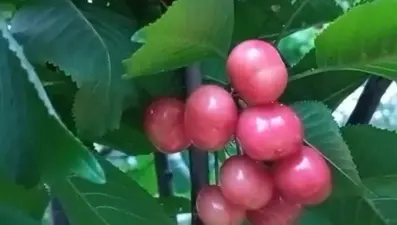 Kilosu bin liradan alıcı buluyor: Yazın habercisinde hasat başladı