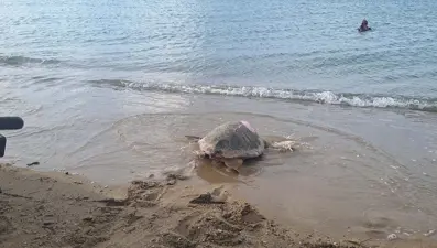 Takip cihazı takıldı: "Güzel İzmir"in rotasını 13 ayda 18 bin kişi görüntüledi