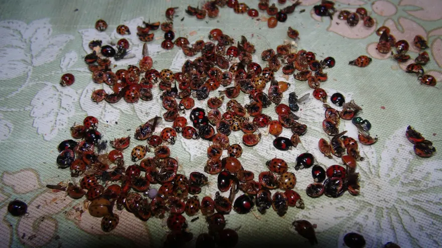 "İNSANLARA HİÇBİR ZARARI YOKTUR" 4